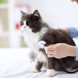 Medical Payment